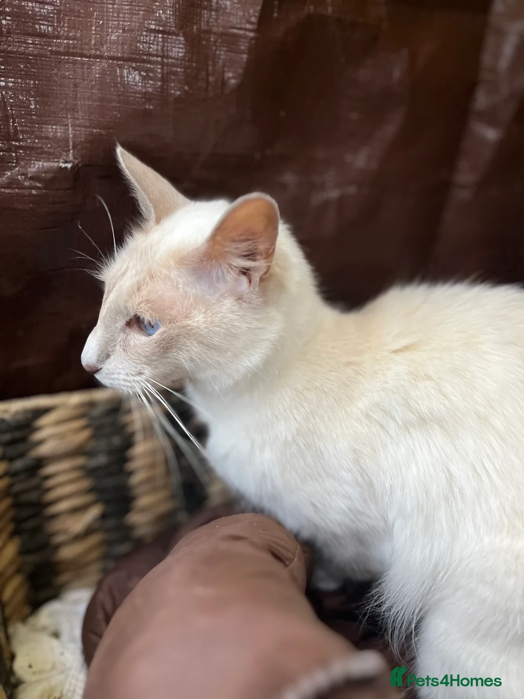 Siamese cats for sale: 2 sisters - Advert 7