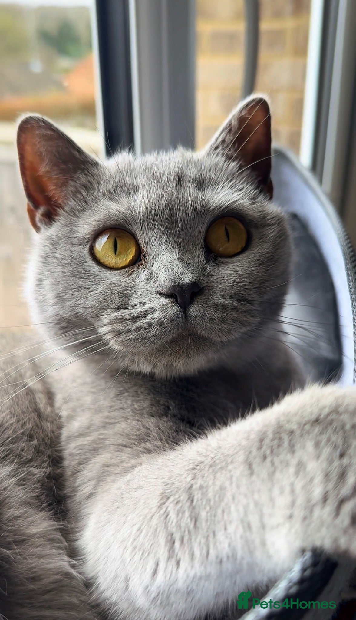 British Shorthair cats WILLOW — Beautiful British Shorthair Girl  - Advert 11