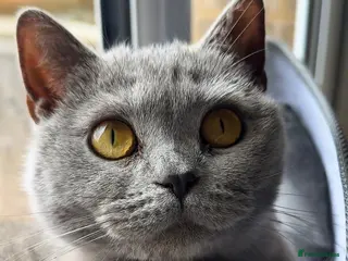 British Shorthair cats WILLOW — Beautiful British Shorthair Girl - Advert 11