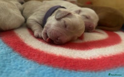 Cockapoo dogs for sale: Cockapoo puppies for sale- extensive DNA tested - Image 3