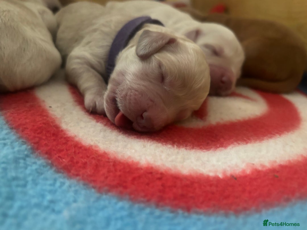 Cockapoo dogs for sale: Cockapoo puppies for sale- extensive DNA tested - Image 3