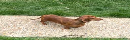 Miniature Dachshund dogs for sale: young male and female  - Advert 5