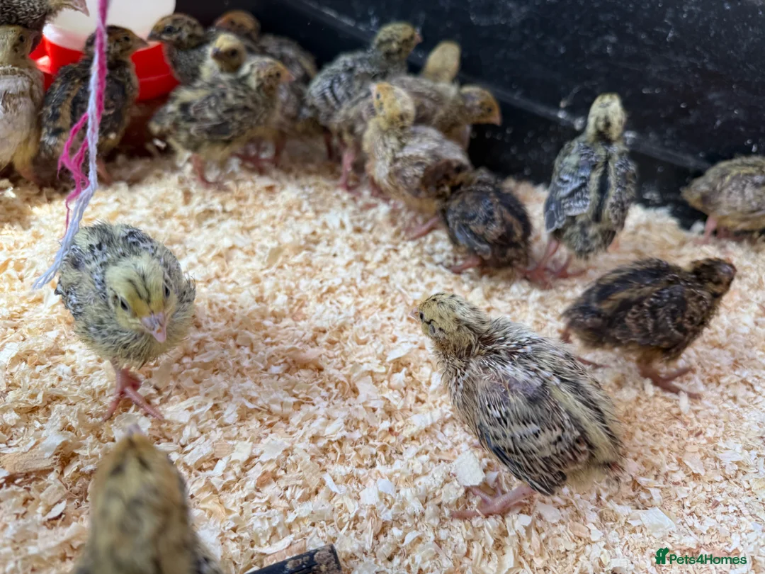 Quail poultry for sale: Jumbo Japanese Coturnix Quail Chicks  in Birmingham - Advert 2