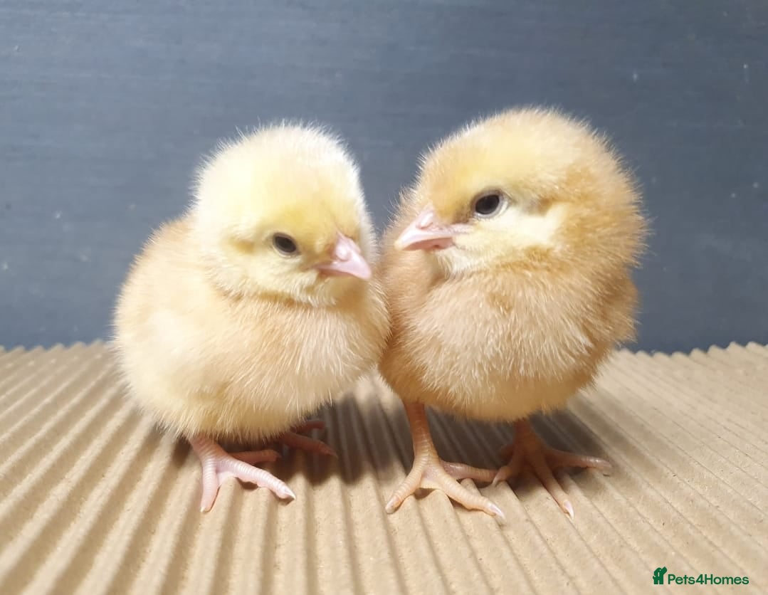 Chickens poultry Female chicks chickens hens - Advert 1