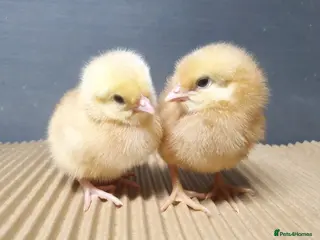 Chickens poultry Female chicks chickens hens - Advert 2