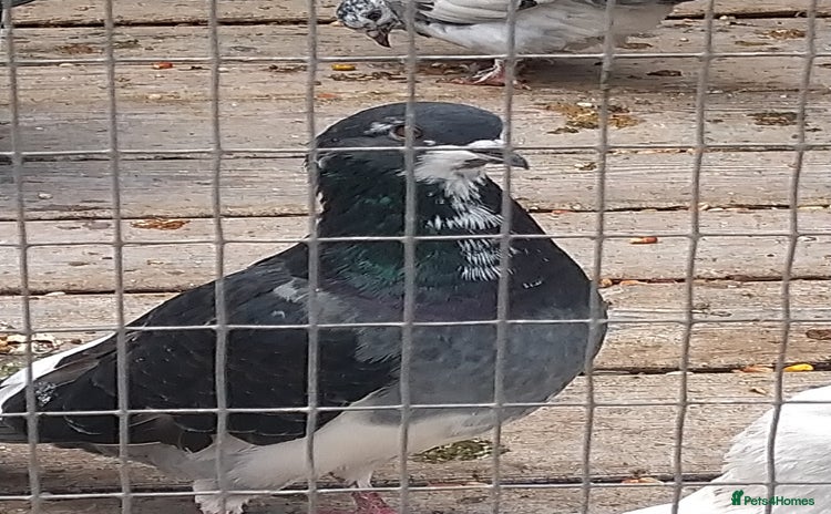 Pigeons birds - Advert 13