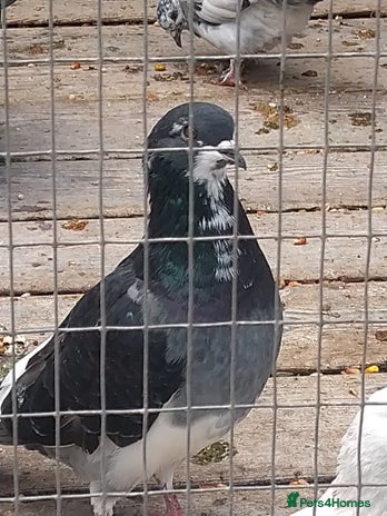 Pigeons birds - Advert 13