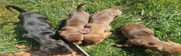 Miniature Dachshund dogs for sale: Miniature chocolate dapple black tan dachshund - Advert 17