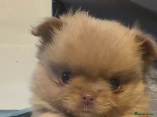 Pomchi dogs Pomchi - 1x Female - Advert 8
