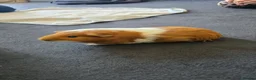 Guinea Pig rodents for sale: 2 X Male Guniea Pigs in London - Advert 4
