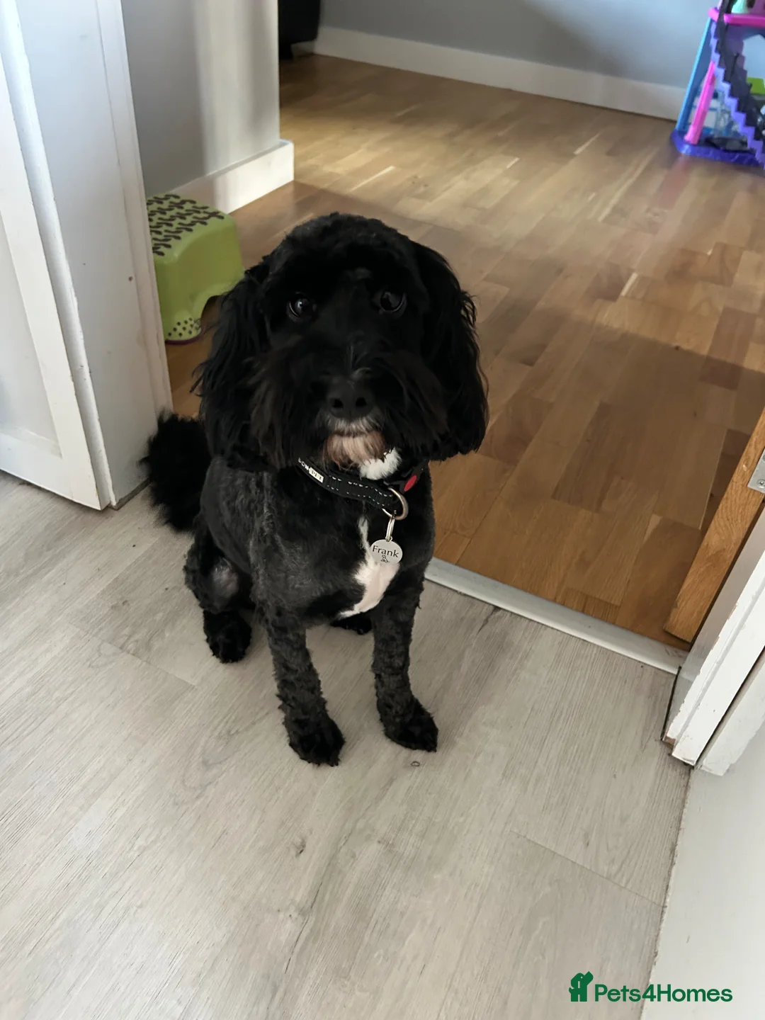 Cockapoo dogs for stud: Dog for stood  - Advert 2