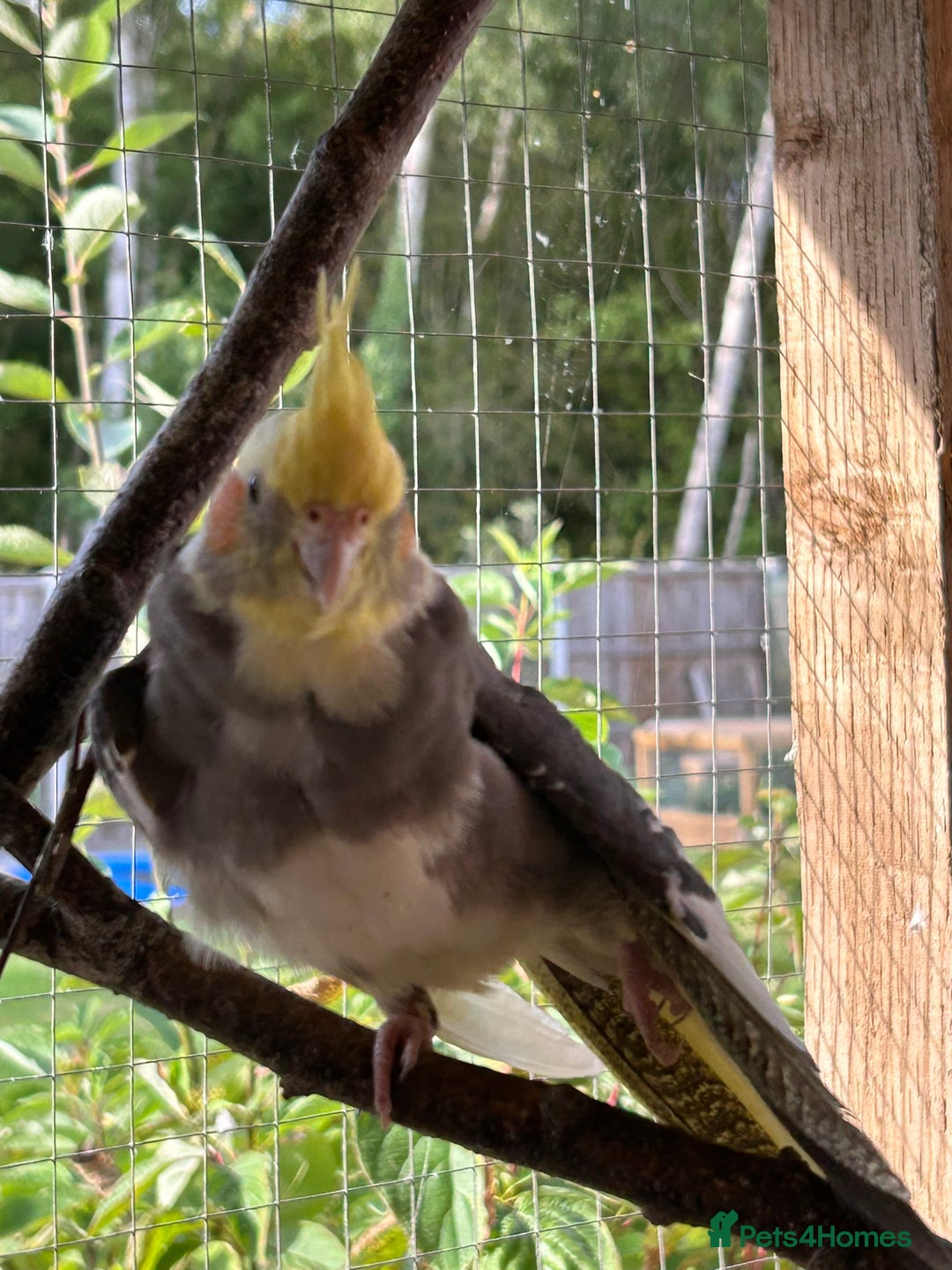 Cockatiels birds for sale: Cockatiels for sale (mixed) - Image 2