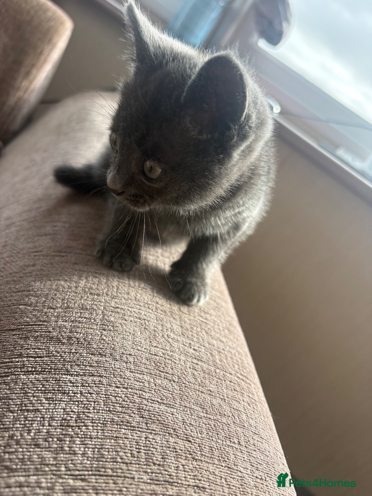 Mixed Breed cats 1 grey grey kitten ready now - Advert 1
