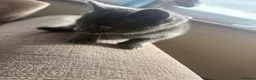 Mixed Breed cats for sale: 1 grey grey kitten ready now - Advert 1