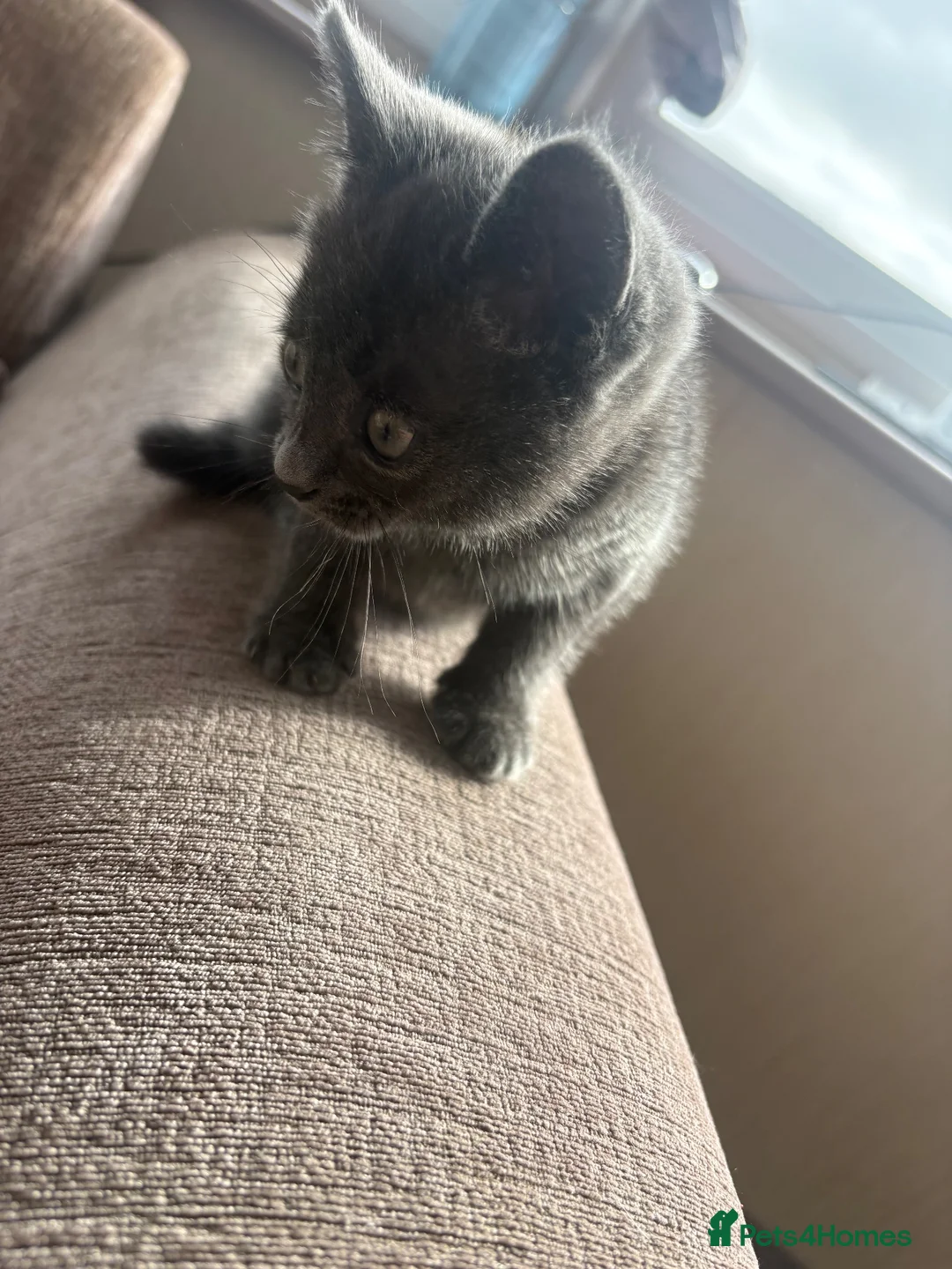 Mixed Breed cats for sale: 1 grey grey kitten ready now - Advert 1