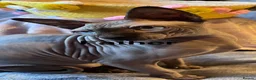 Sphynx cats for sale: Canadian Sphynx kitten  - Advert 2