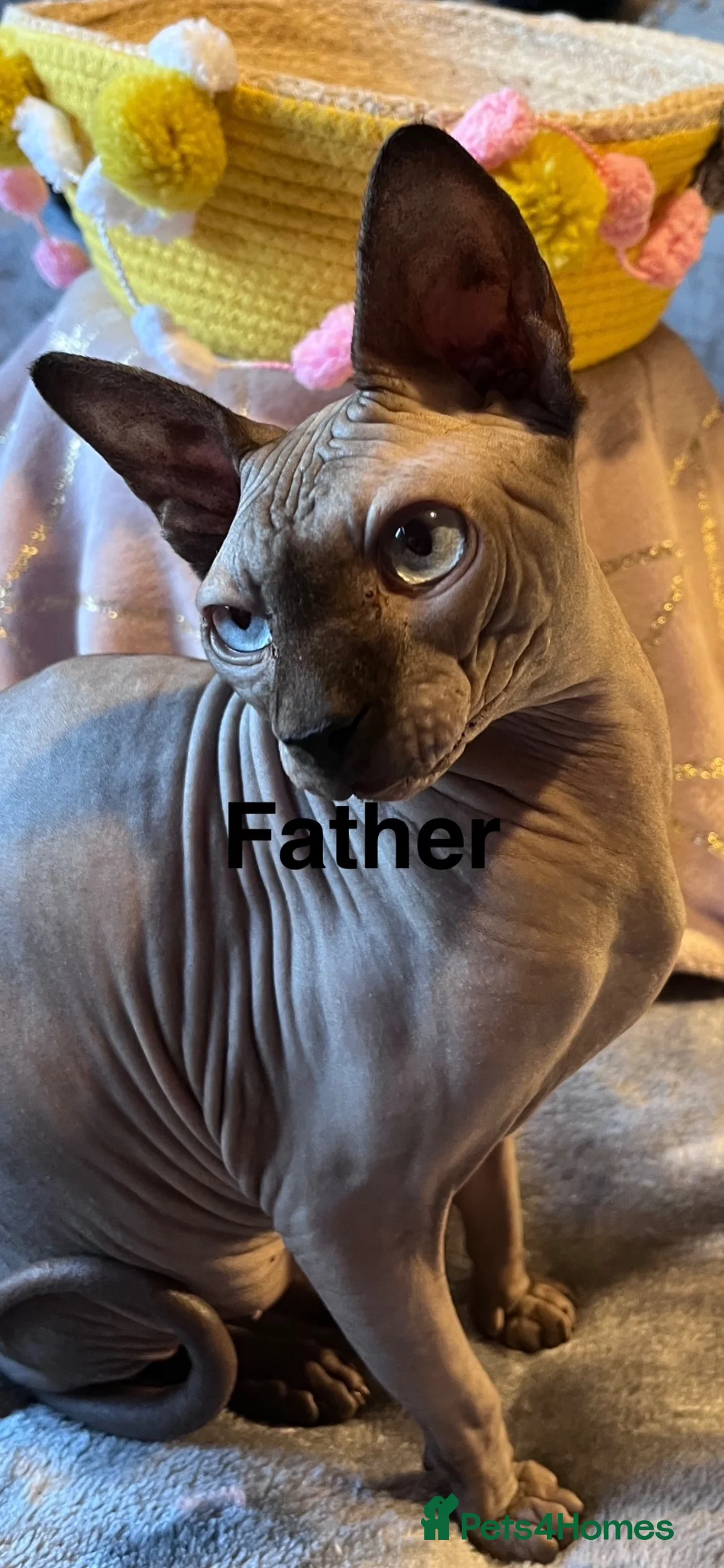 Sphynx cats for sale: Canadian Sphynx kitten  - Advert 2