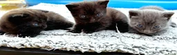 British Shorthair cats for sale: ❤ Beautiful Kittens ❤ – Ready for Loving Homes ❤ in Hull - Advert 8