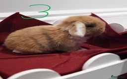 Mini Lop rabbits for sale: Adorable Purebred Baby Mini Lops - Image 19