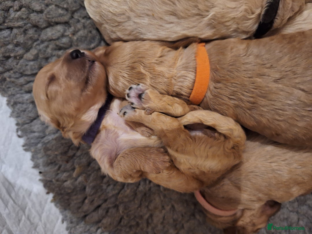 Cockapoo dogs for sale: F1b fully dna health tested toy cockapoos  - Image 4