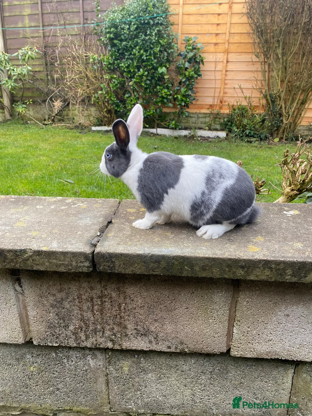 Mixed Breed rabbits for sale: Baby rabbits for sale.  - Advert 4