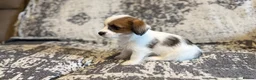 Jack Russell dogs for sale: Jack Russel puppies in Manchester - Advert 19