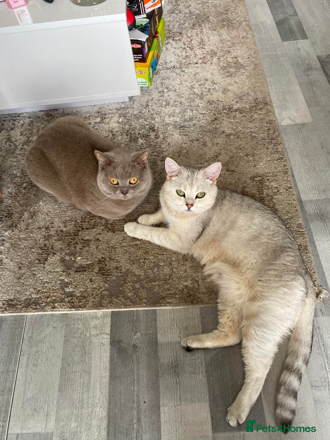 British Shorthair cats for sale: British Shorthair kittens! MALE BACK AVAILABLE!  - Advert 24