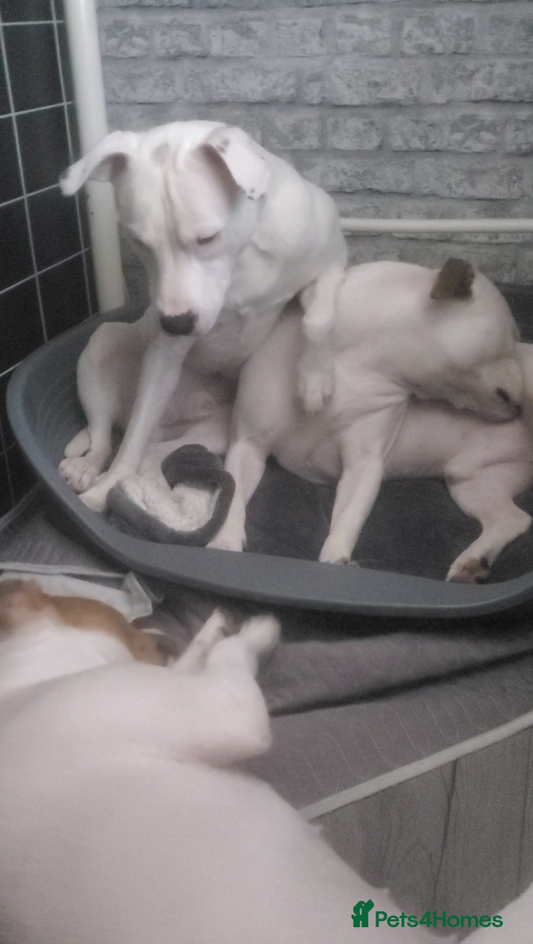 Staffordshire Bull Terrier dogs for sale: Two peas in a pod, staffys must go together  - Advert 12