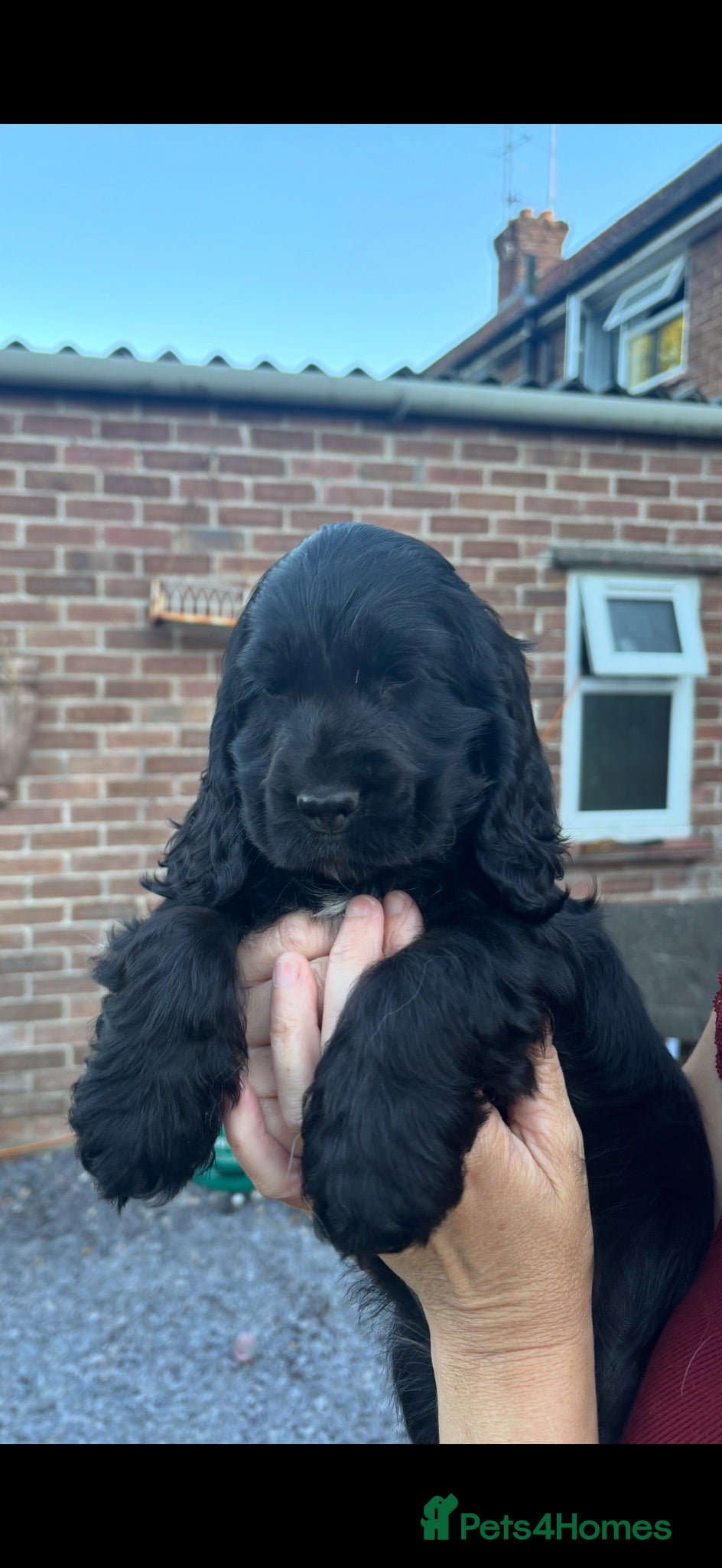 Cocker Spaniel dogs Show type cocker pups - Advert 8
