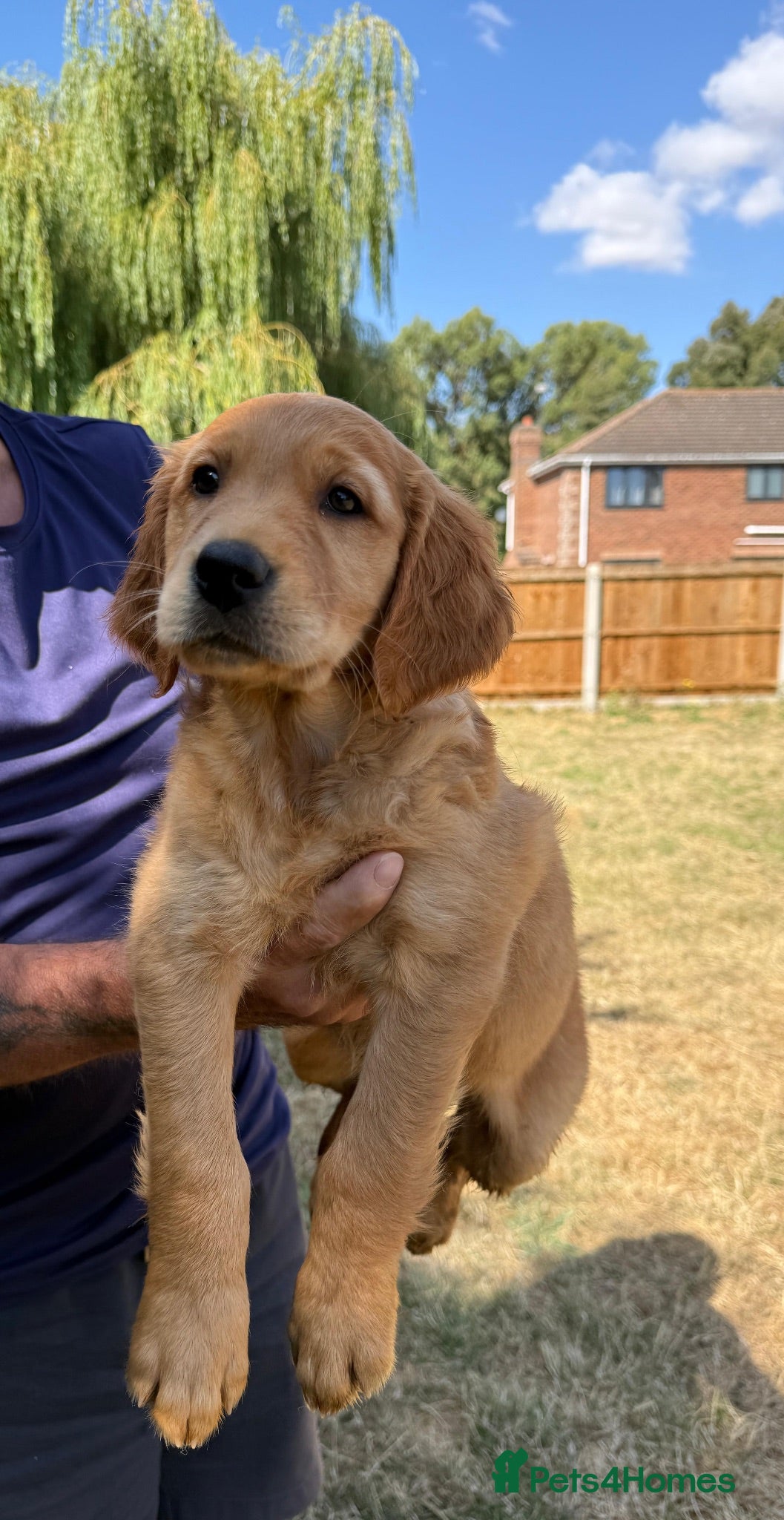 Golden Retriever dogs KC REG  RED Golden Retriever puppies  - Advert 1