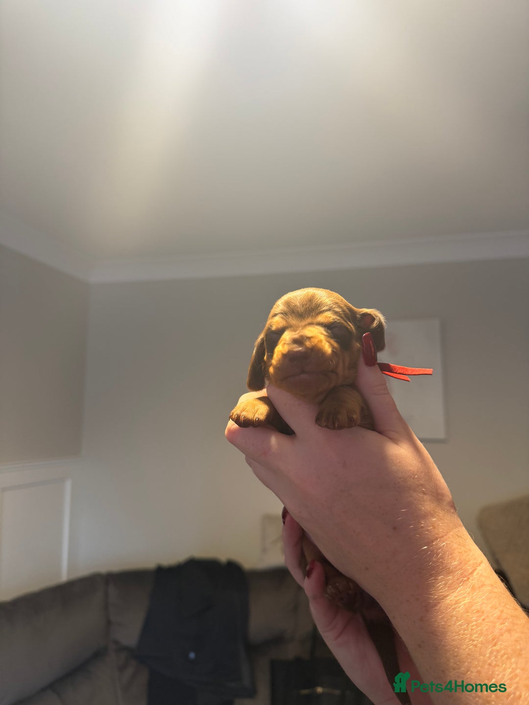Miniature Dachshund dogs for sale: Miniature Dachshund puppies  - Advert 5