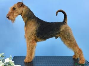 Airedale Terrier dogs for sale: Beautiful Airedale Puppies - Advert 3