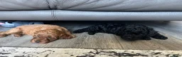Cavapoo dogs for sale: Stunning F1bCavapoo pups Available for Loving Home - Advert 11