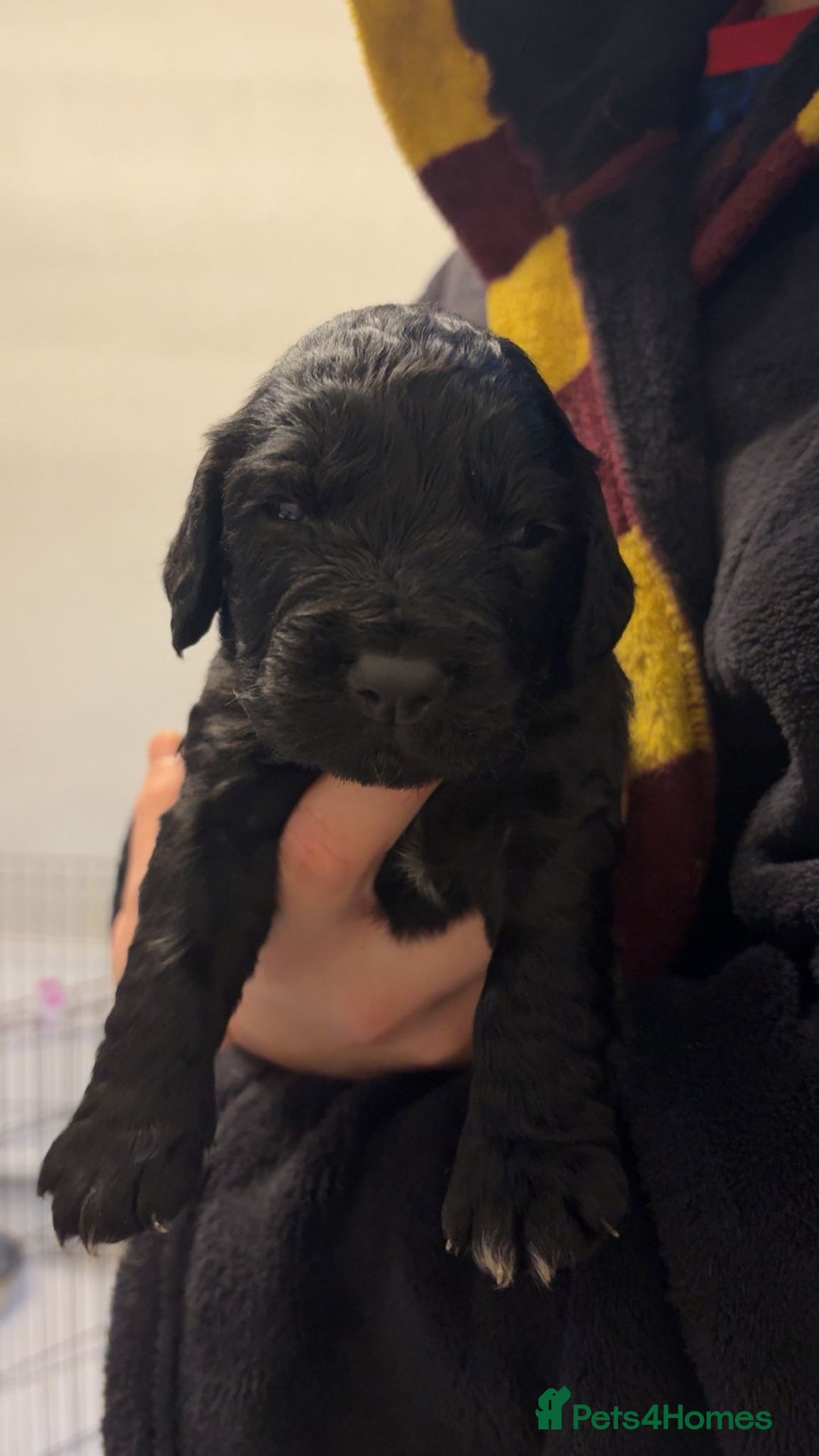 Cocker Spaniel dogs for sale: Cocker spaniel puppies - Advert 3