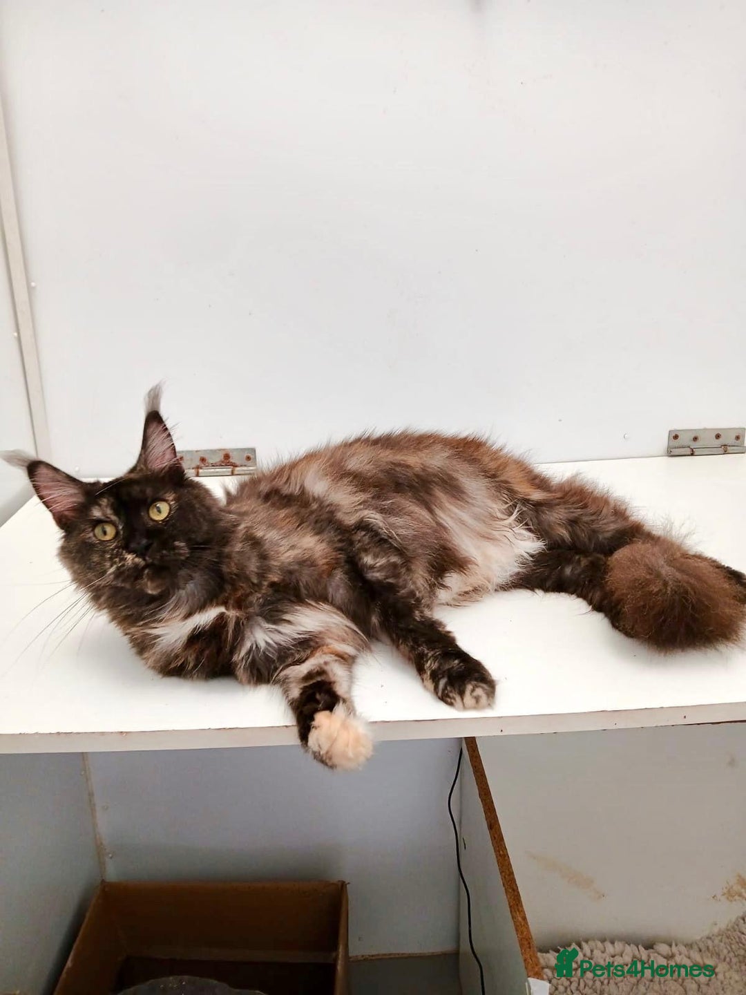 Maine Coon cats for sale: Adult female Maine coon tortie cat, TICA reg - Image 4