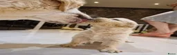 Golden Retriever dogs for sale:  Golden Retriever Puppies  in Leeds - Advert 4