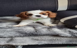 Cavalier King Charles Spaniel dogs for sale: Cavaliers King Charles spaniels - Image 9
