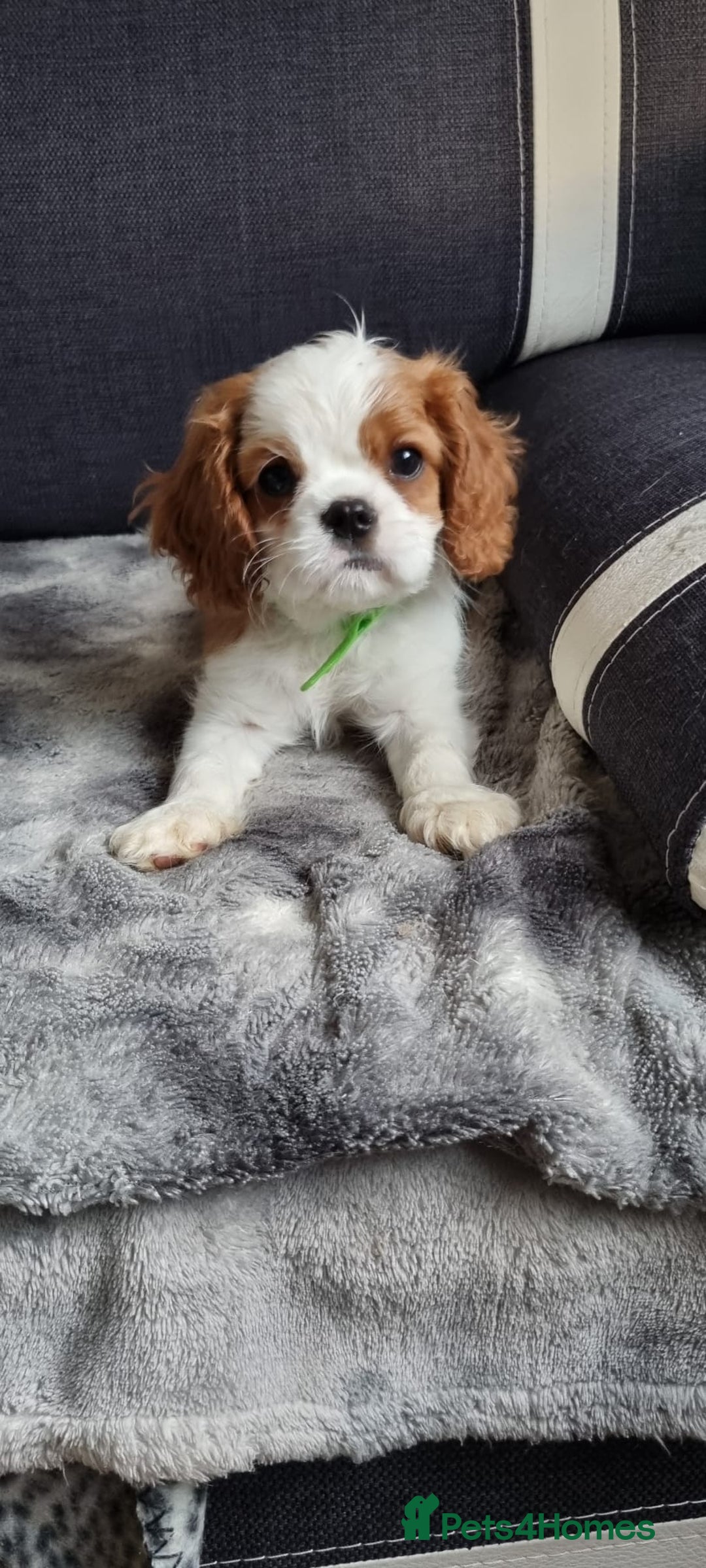 Cavalier King Charles Spaniel dogs for sale: Cavaliers King Charles spaniels - Image 9