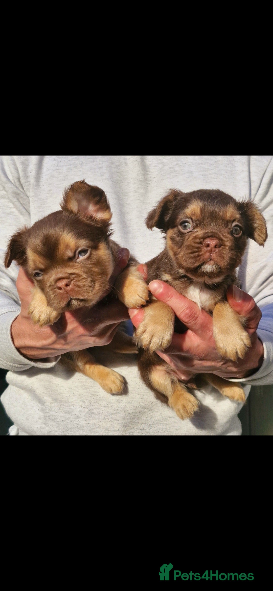 French Bulldog dogs for sale: Stunning puppies from £1500 - Advert 17