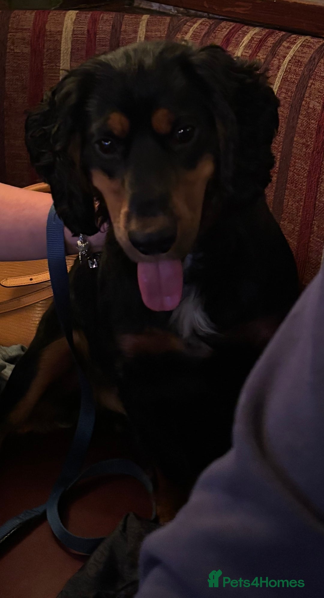 Cocker Spaniel dogs for stud: Macca - Advert 4