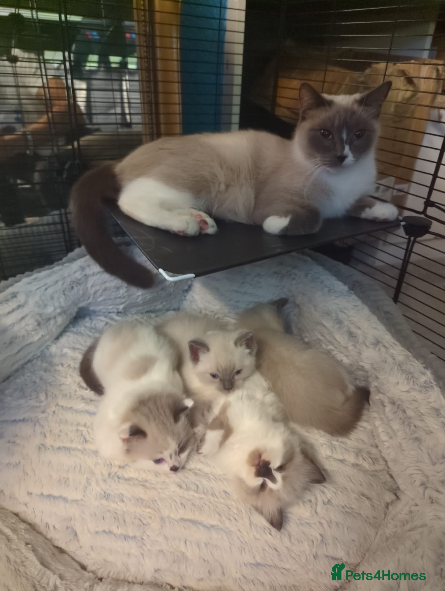 Ragdoll cats 3 PUREBREAD RAGDOLL KITTENS AVAILABLE - Advert 1