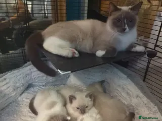 Ragdoll cats 3 PUREBREAD RAGDOLL KITTENS AVAILABLE - Advert 1