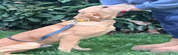 Labrador Retriever dogs for sale: 7-month-old Red Fox Labrador – Male  - Advert 3