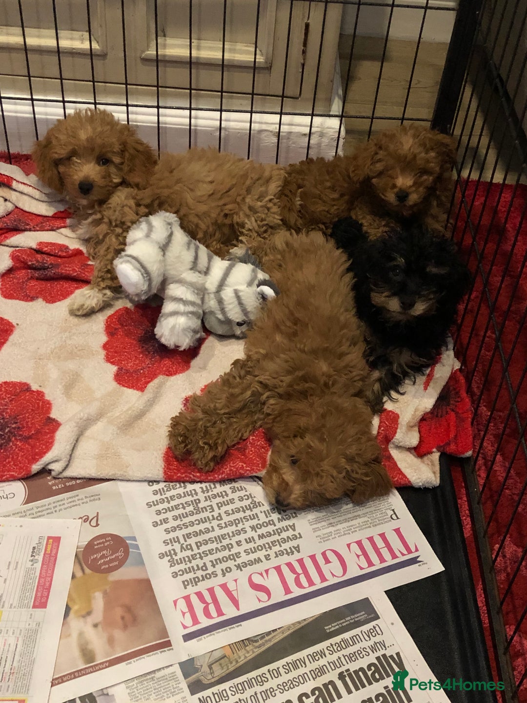Mixed Breed dogs for sale: shihtzu cross puppies for sale - Advert 11