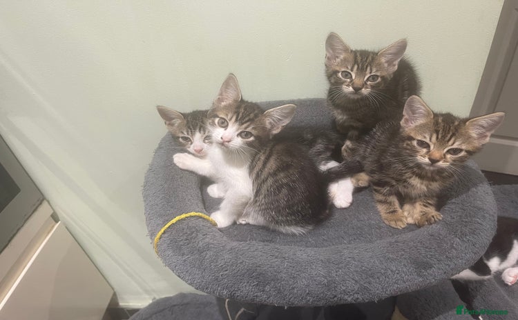 Mixed Breed cats - Advert 12