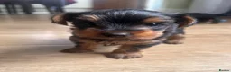 Yorkshire Terrier dogs for sale: Yorkshire terrier puppy girls - Advert 2