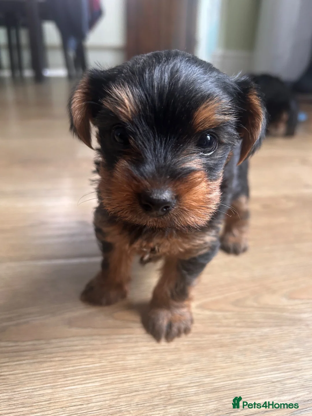 Yorkshire Terrier dogs for sale: Yorkshire terrier puppy girls - Advert 2