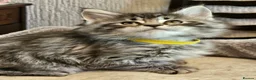 Maine Coon cats for sale: Stunning Maine Coon kittens  - Advert 4