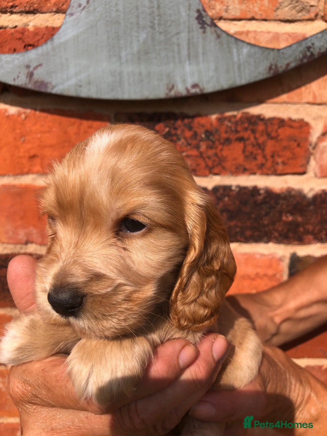 Cocker Spaniel dogs for sale: Pure beautiful show cocker spaniel puppies  - Image 10