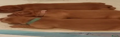 Golden Retriever 1